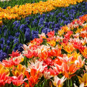 Keukenhof