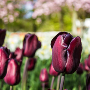 tulipanes | bici