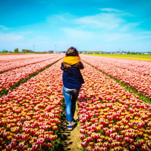 tulipanes